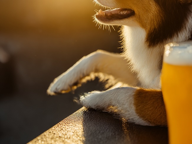 Maine dog-friendly breweries